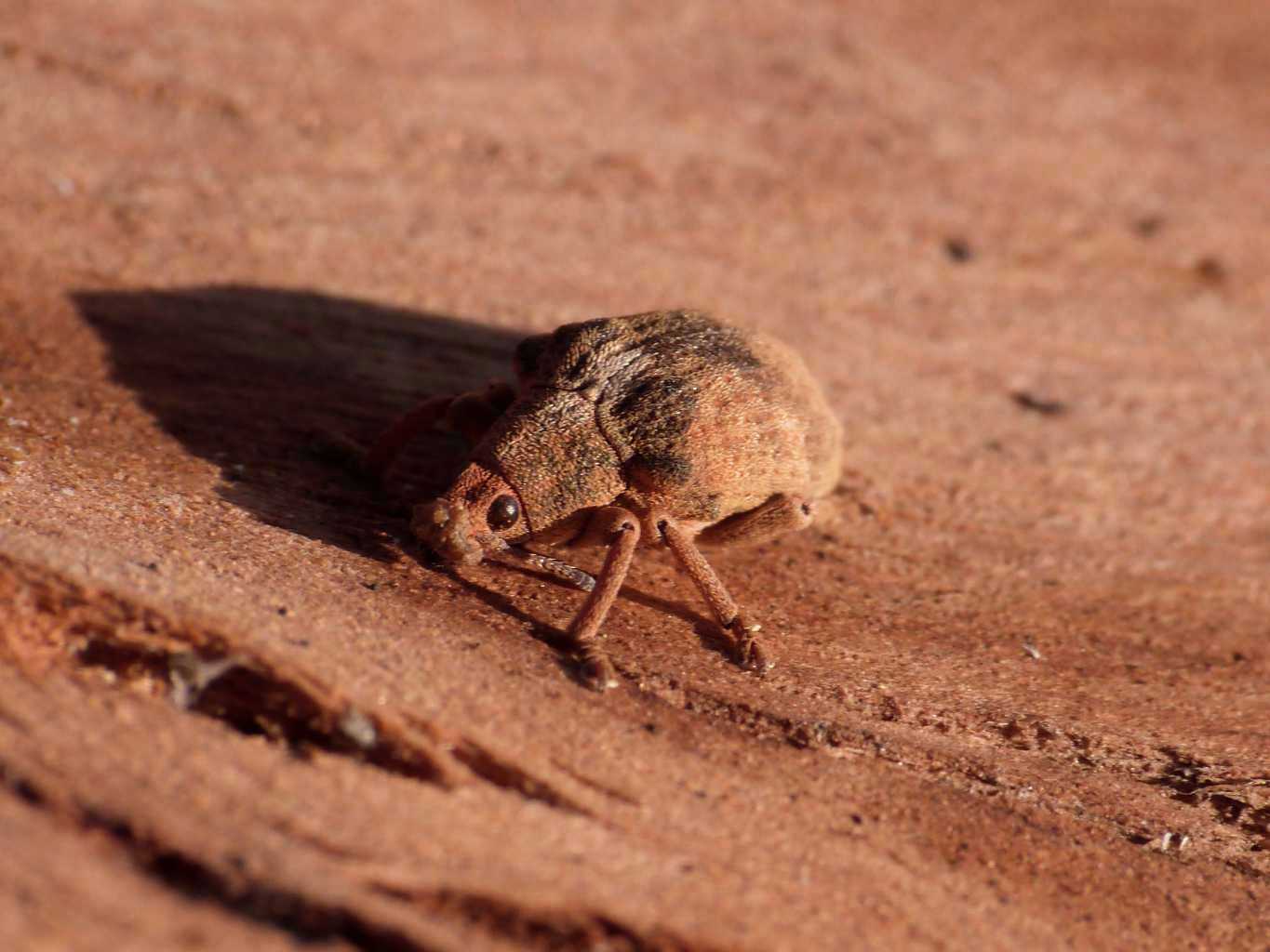 Curculionide vellutato: Gonipterus cf scutellatus
